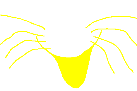 Whiskers